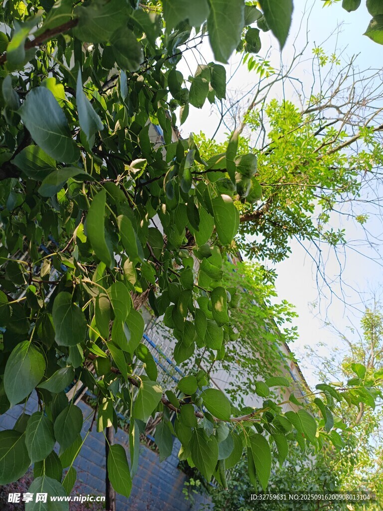 綠葉繁茂的生機(jī)景象