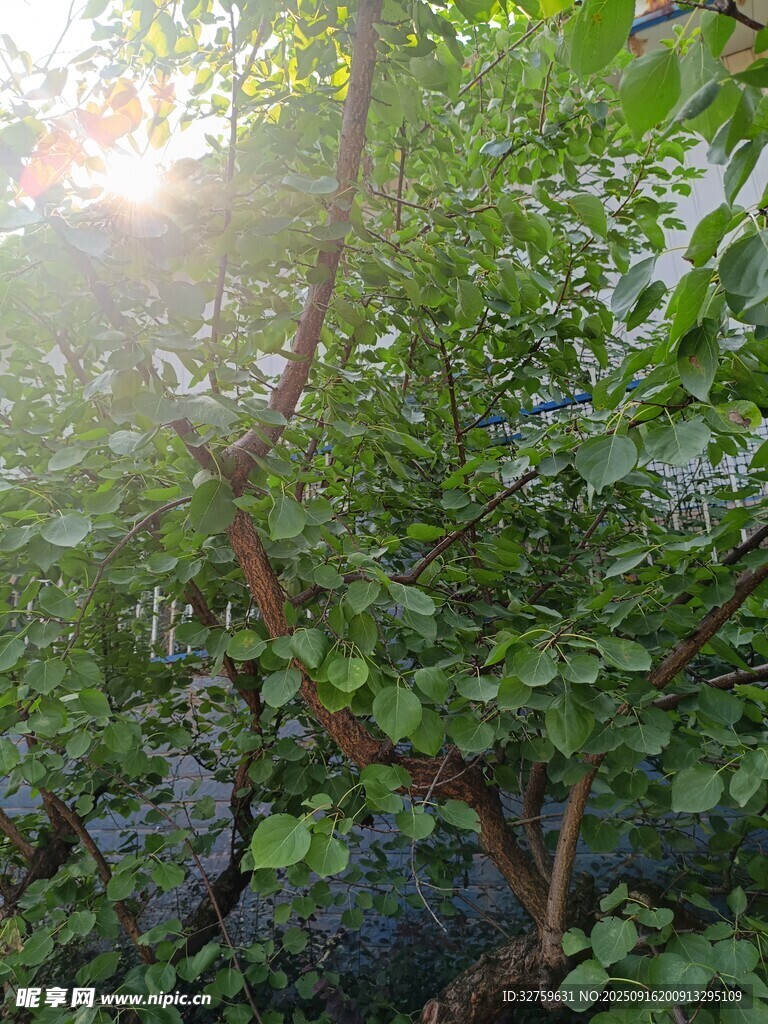 陽光穿透綠葉的繁茂景象