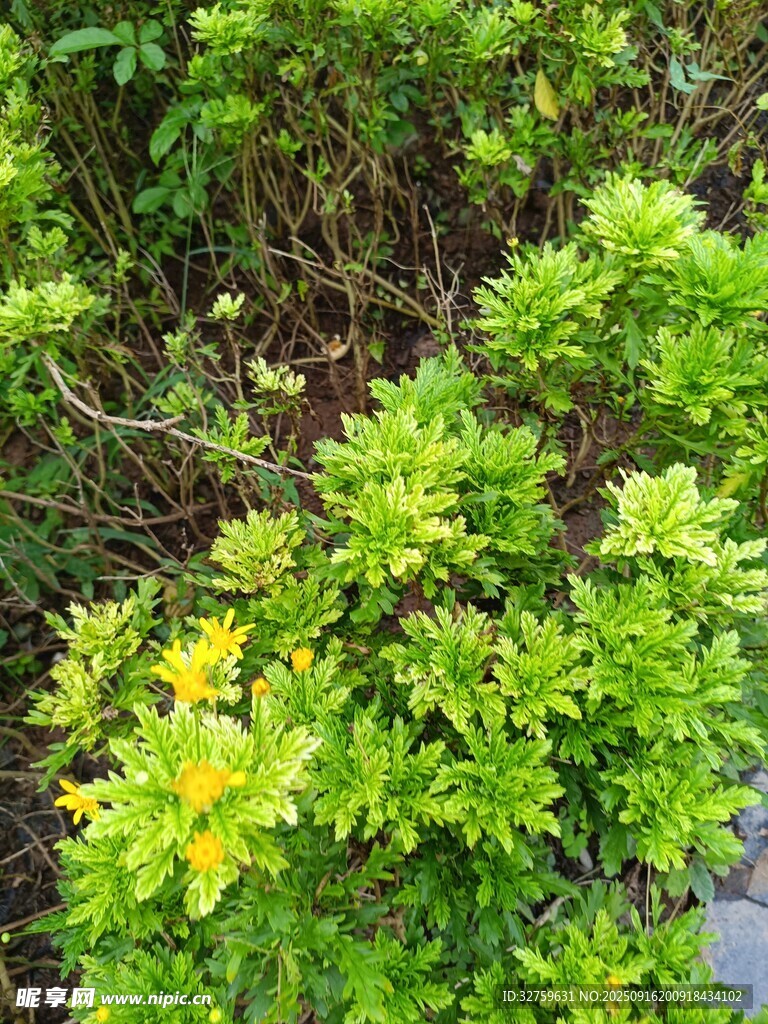 翠綠叢中綻放的黃色小花