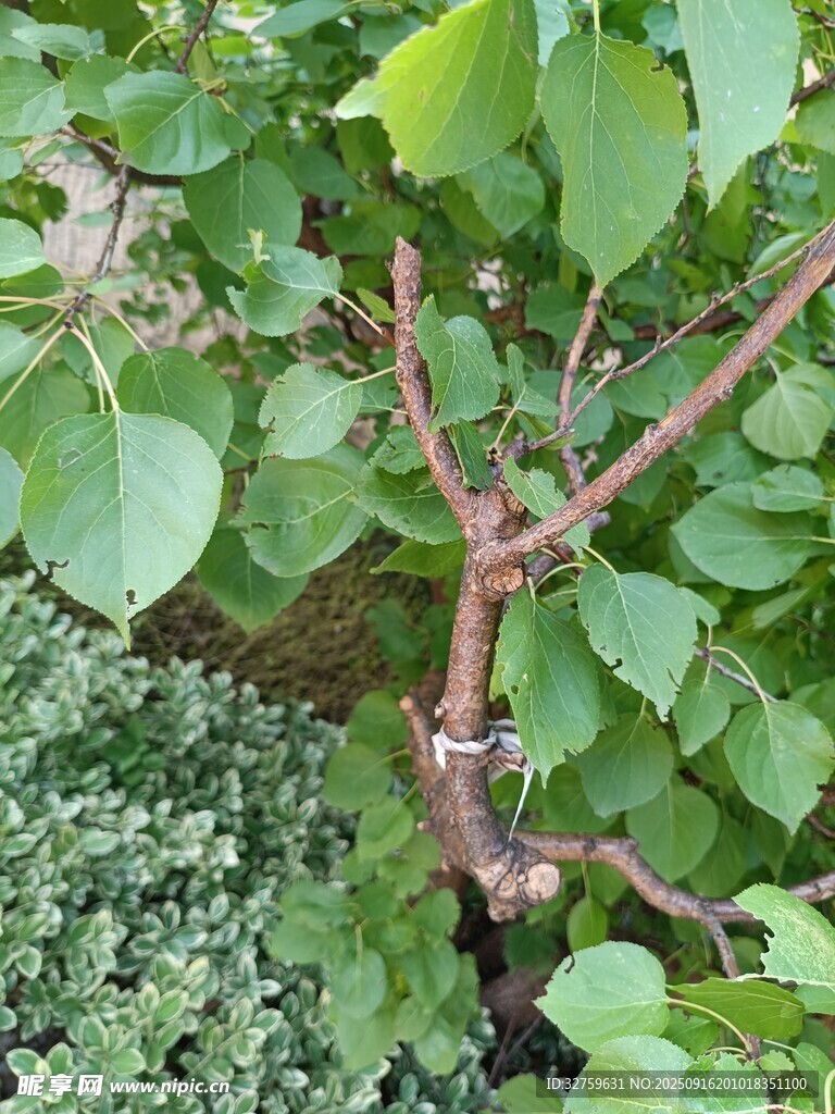 扭曲枝干旁的翠綠植物
