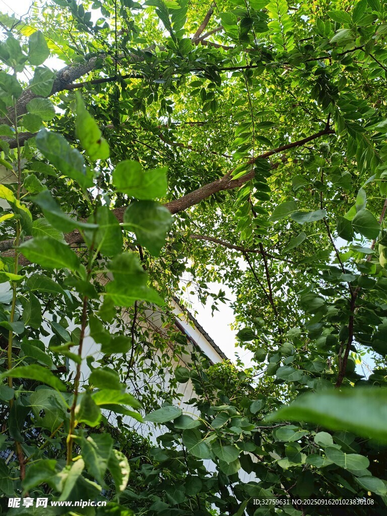 仰視繁茂綠植景觀