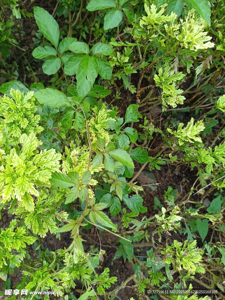 翠綠繁茂的叢生植物
