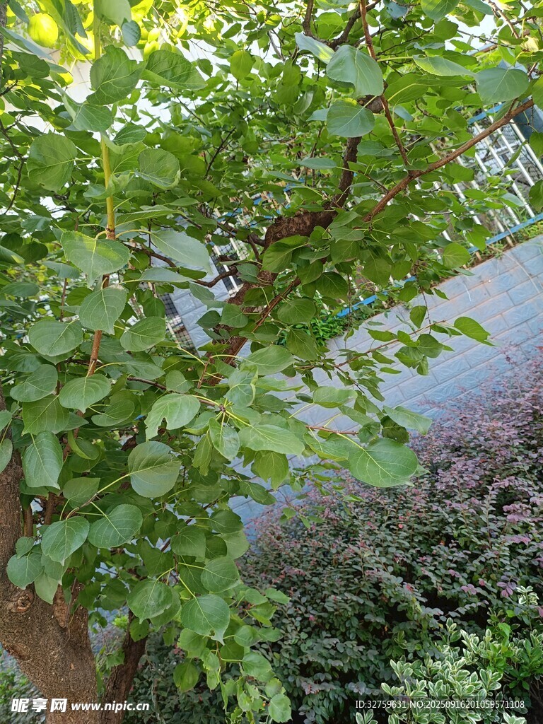 綠葉繁茂的樹景