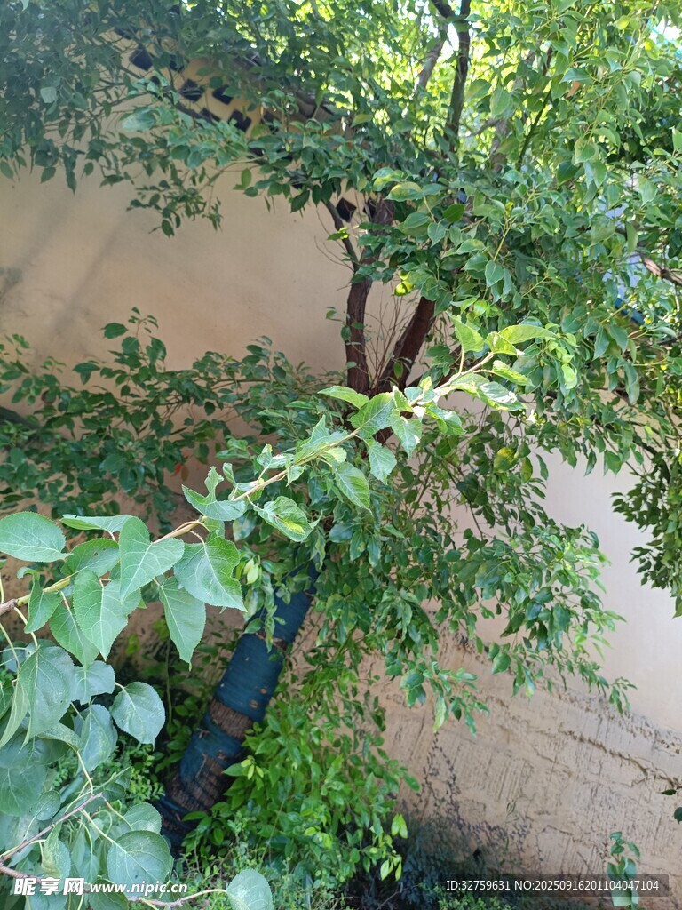 墻邊綠植生機(jī)盎然