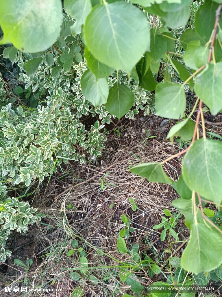 綠葉繁茂的自然植物景象
