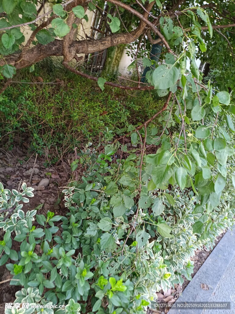 路邊繁茂綠植景象
