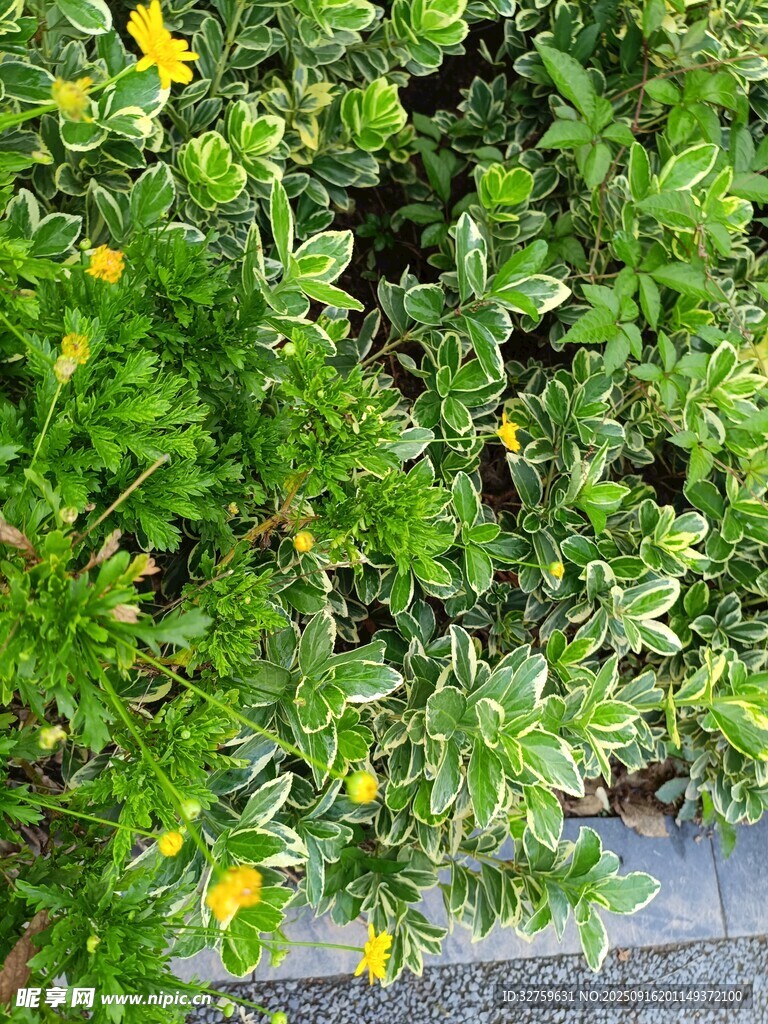 綠葉叢中點(diǎn)綴黃色小花