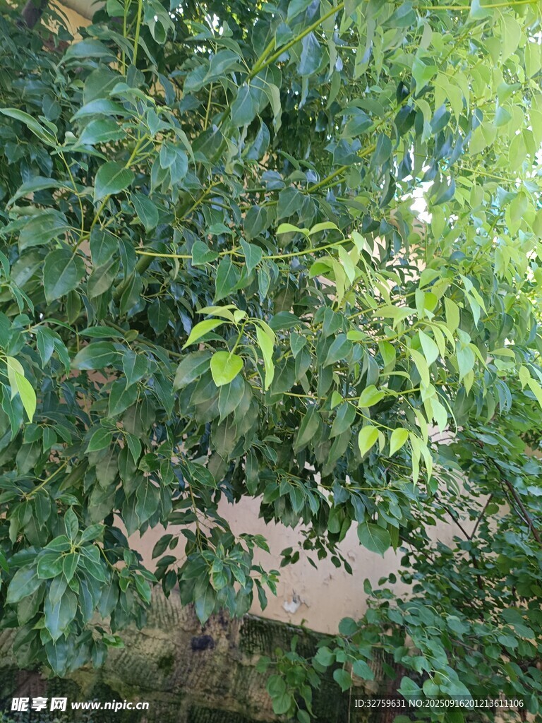 繁茂綠樹間的隱秘景象