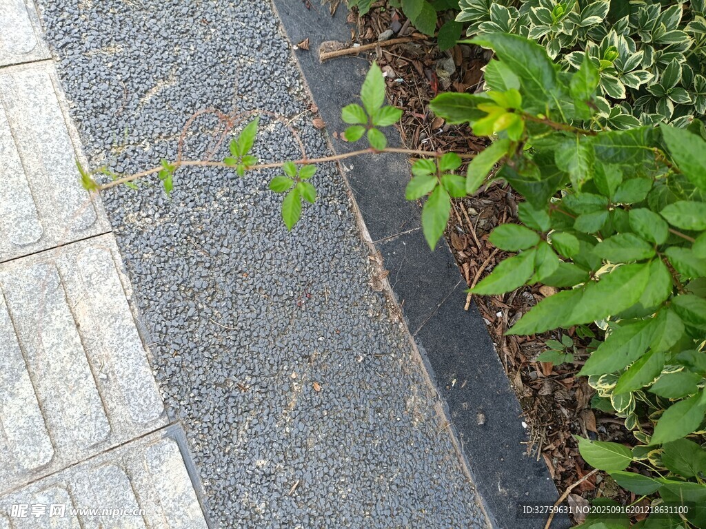 路邊綠植與磚石路面景觀