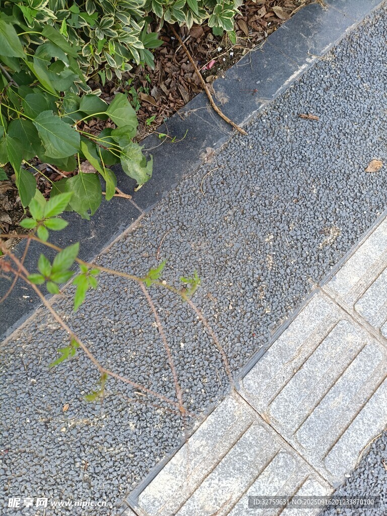 路邊生長的嫩綠植物
