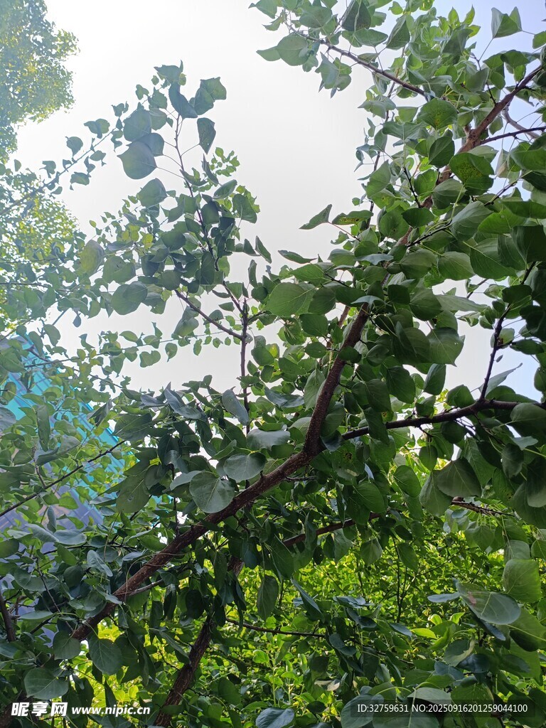 陽光灑落的繁茂綠樹