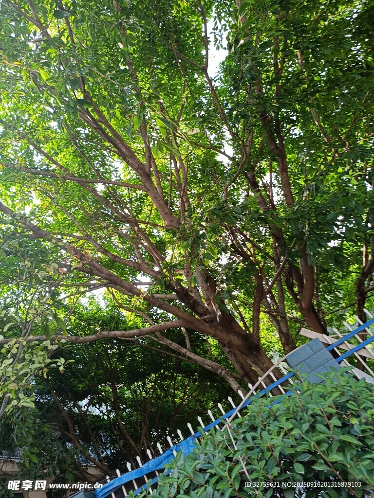 繁茂綠樹與藍(lán)色圍欄景致