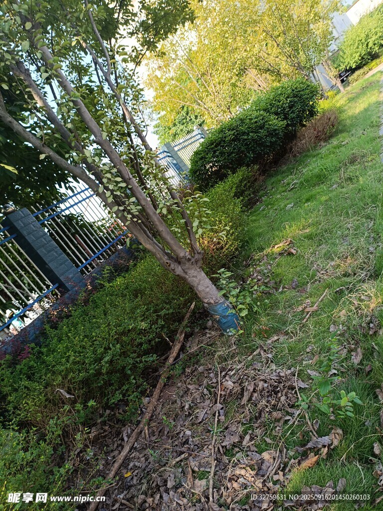 戶外綠植與樹木景觀