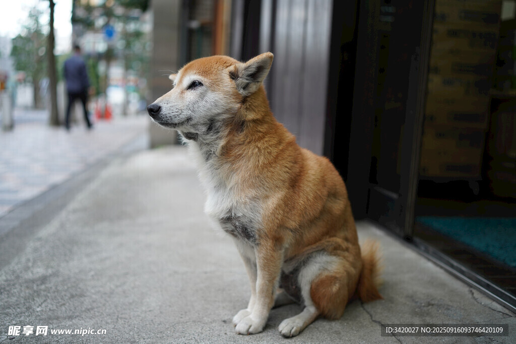 街邊獨(dú)坐的可愛柴犬
