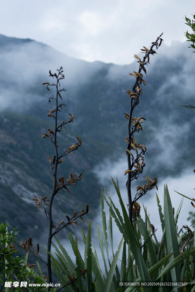 山間云霧中的植物景觀