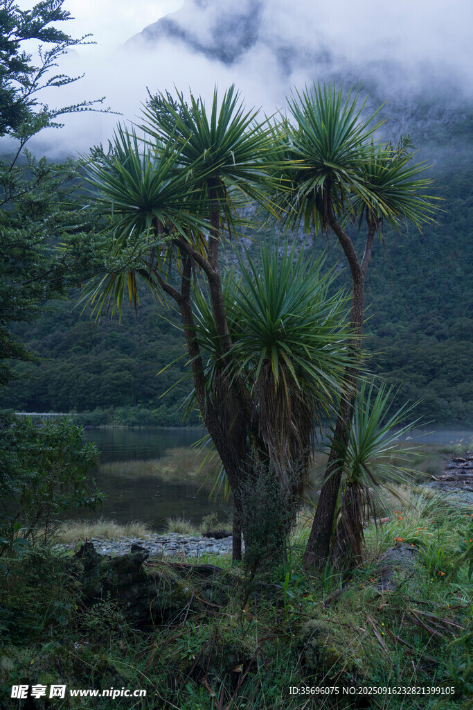 山林中的獨(dú)特棕櫚樹景觀