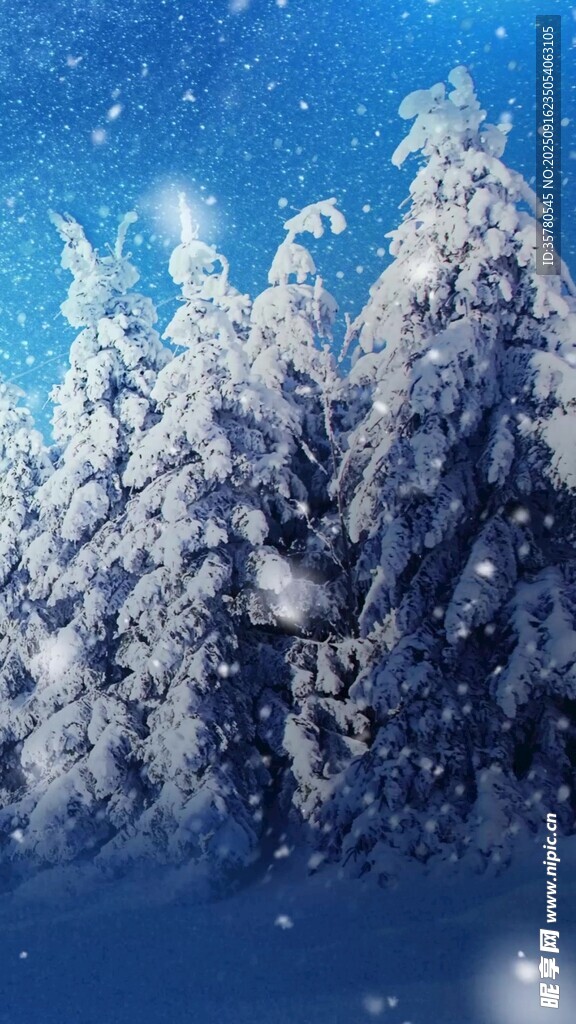 冬日雪景中的銀白松林