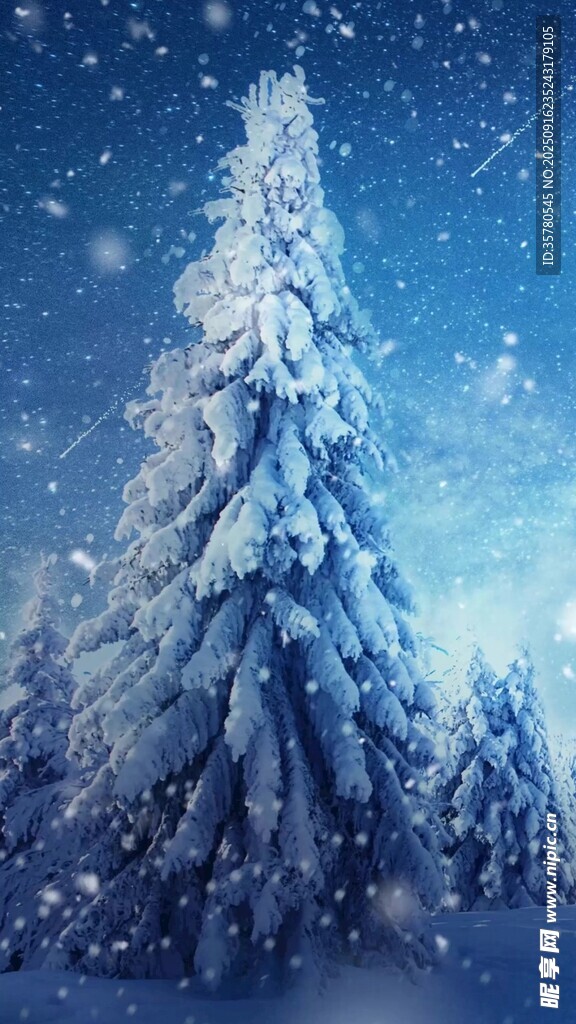 冬日雪景中的挺拔雪松