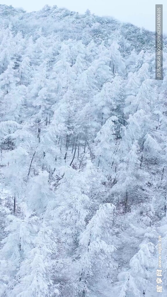 冬日雪覆山林美景