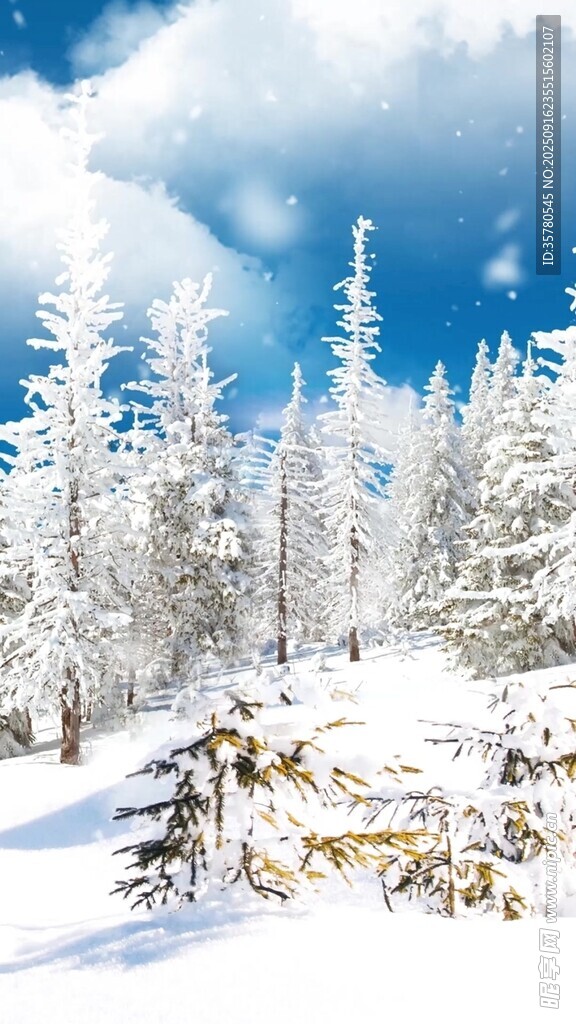冬日雪景中的銀白松林
