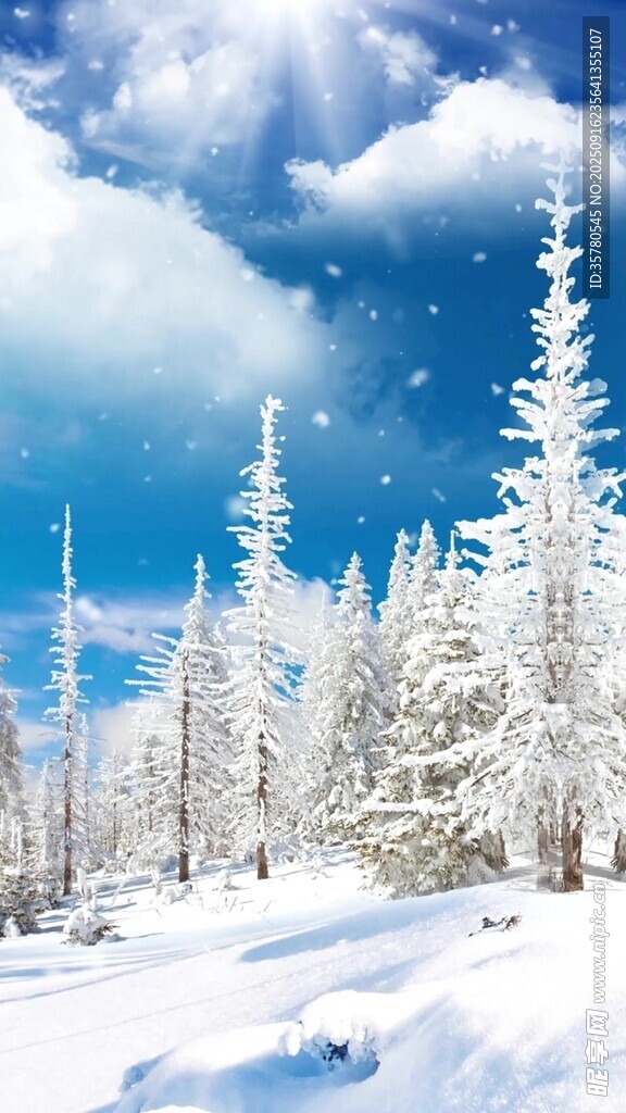 冬日雪景中的銀白松林