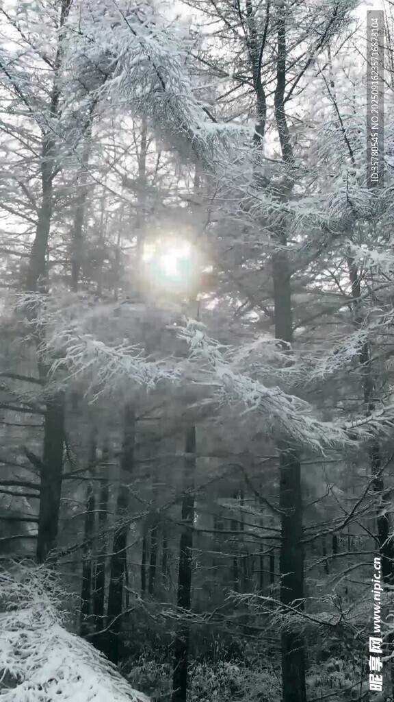 冬日雪林陽光穿透之景