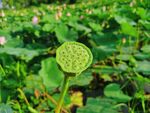 蓮蓬獨(dú)一支