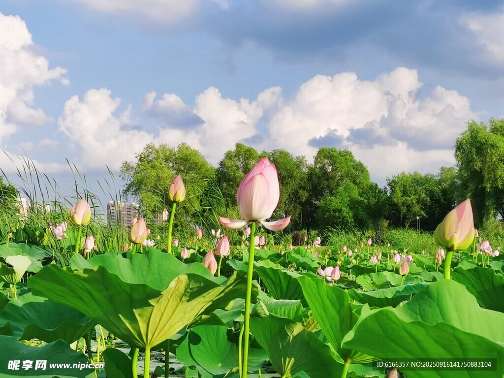 夏日荷花美景