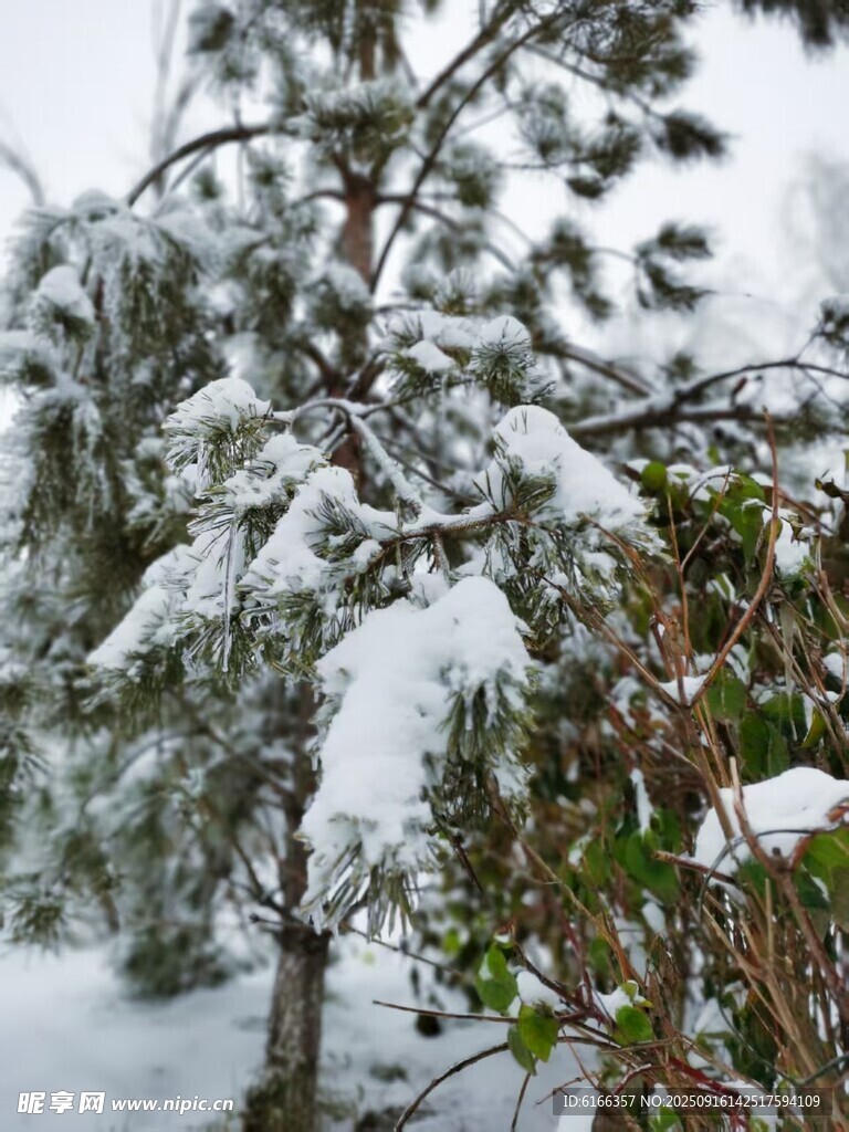 雪覆松枝美景