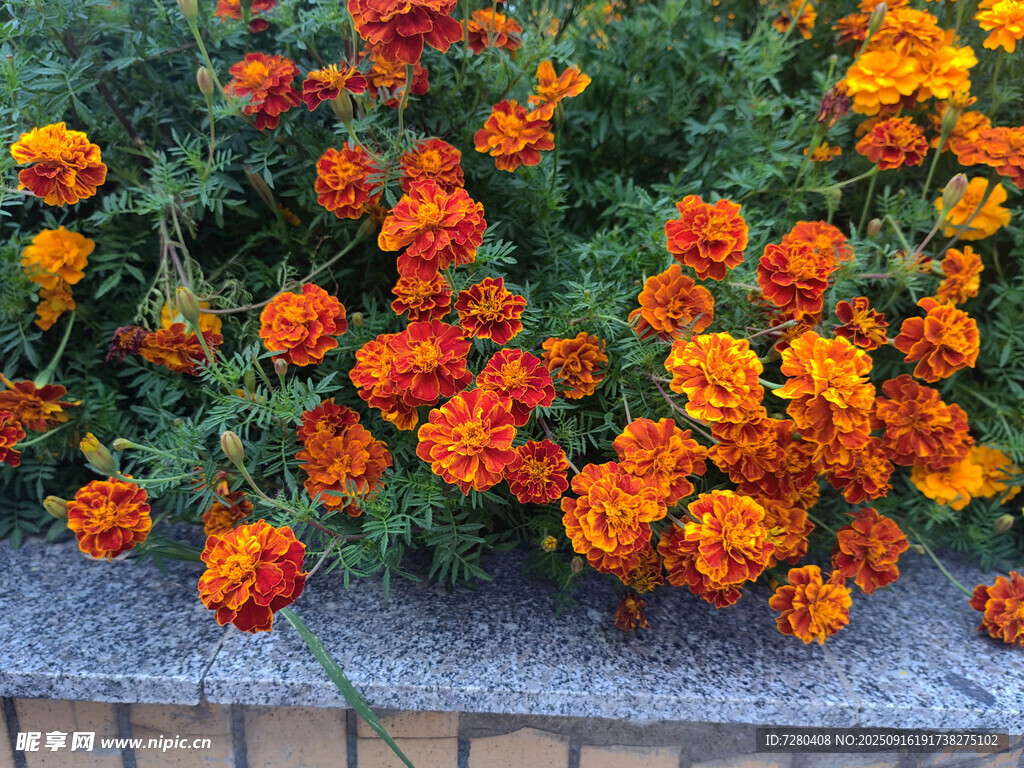 鮮艷萬壽菊綻放于花壇