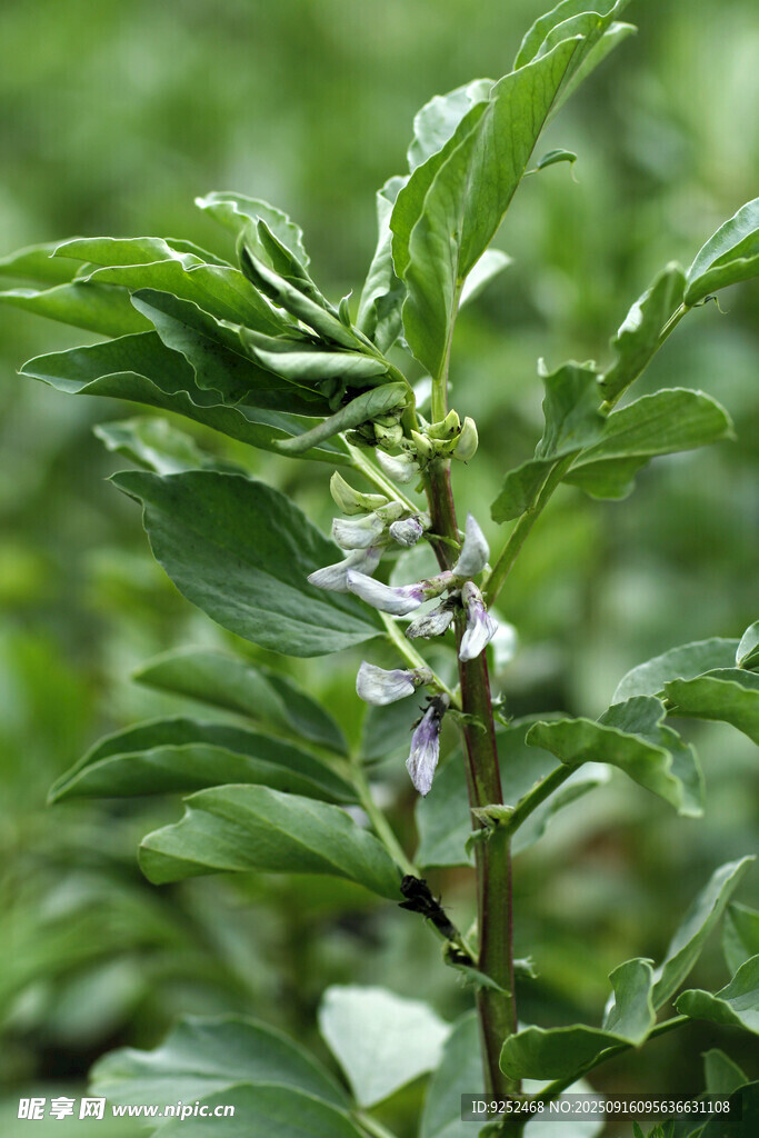 蠶豆花 
