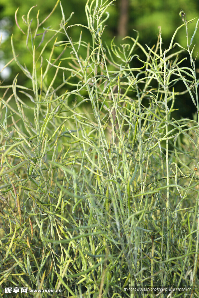 油菜籽 