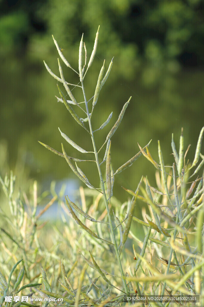 油菜籽