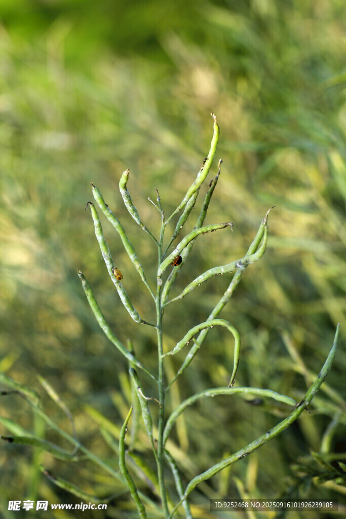 油菜籽 