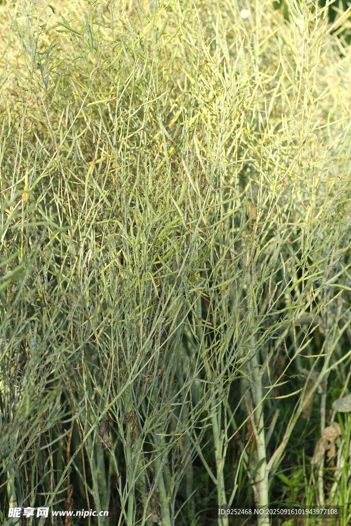 油菜籽 