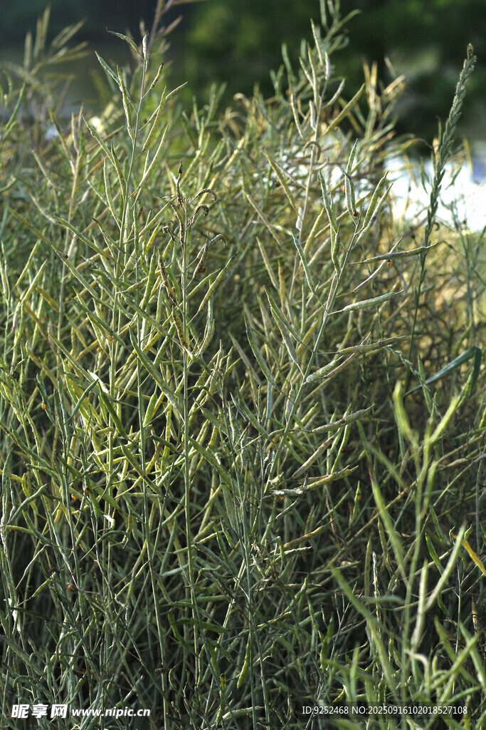 油菜籽 