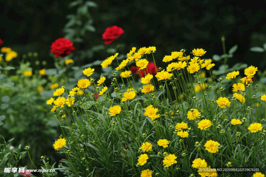 金盞花