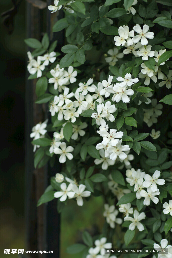 野薔薇 