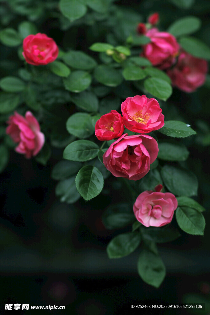 薔薇 