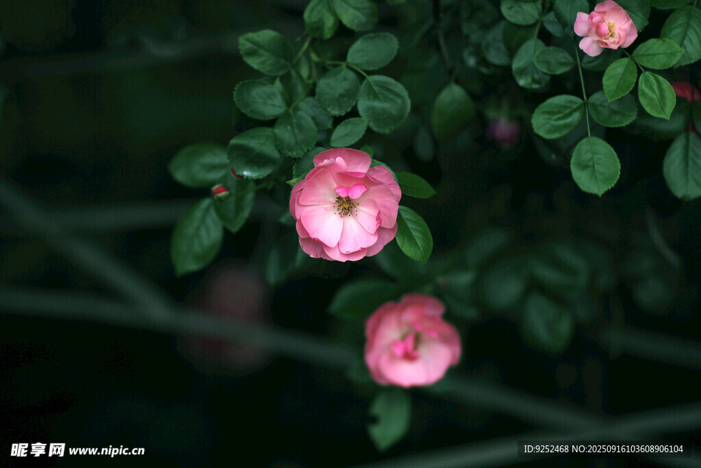 薔薇花