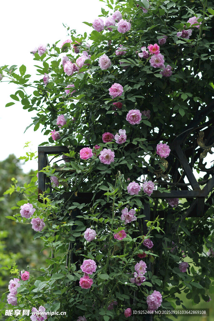  薔薇