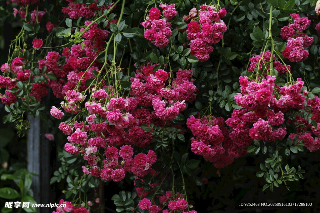薔薇 粉色