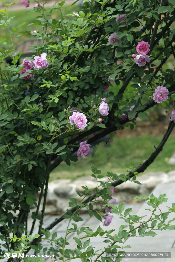  薔薇