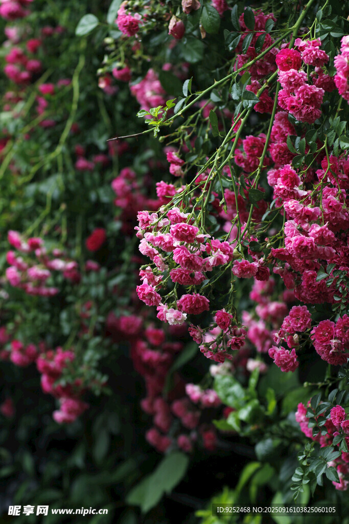 薔薇花 