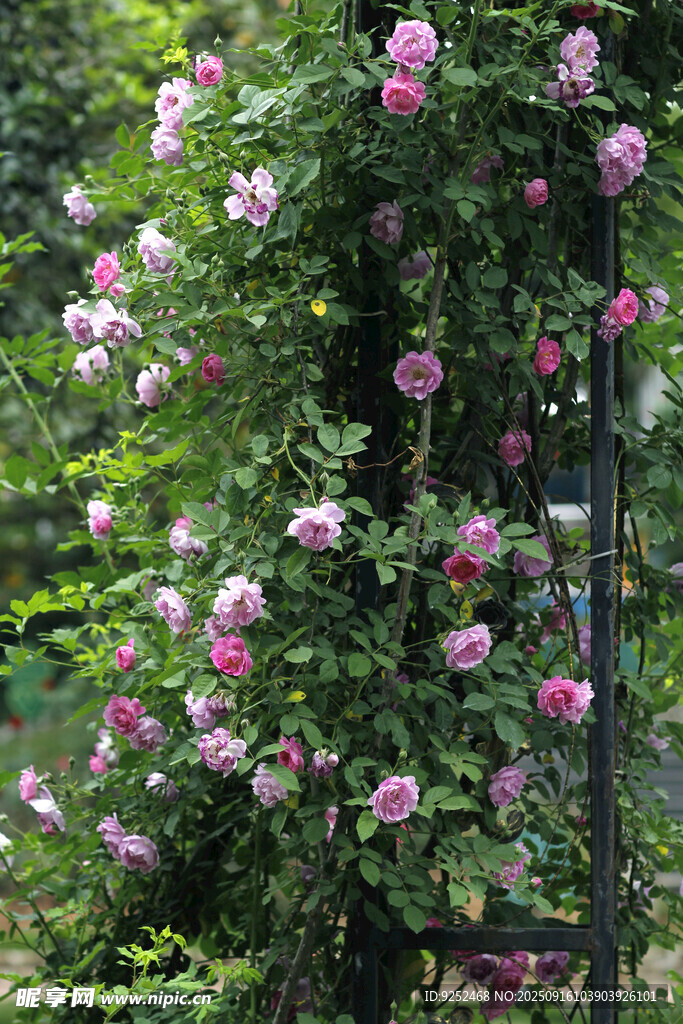 薔薇花