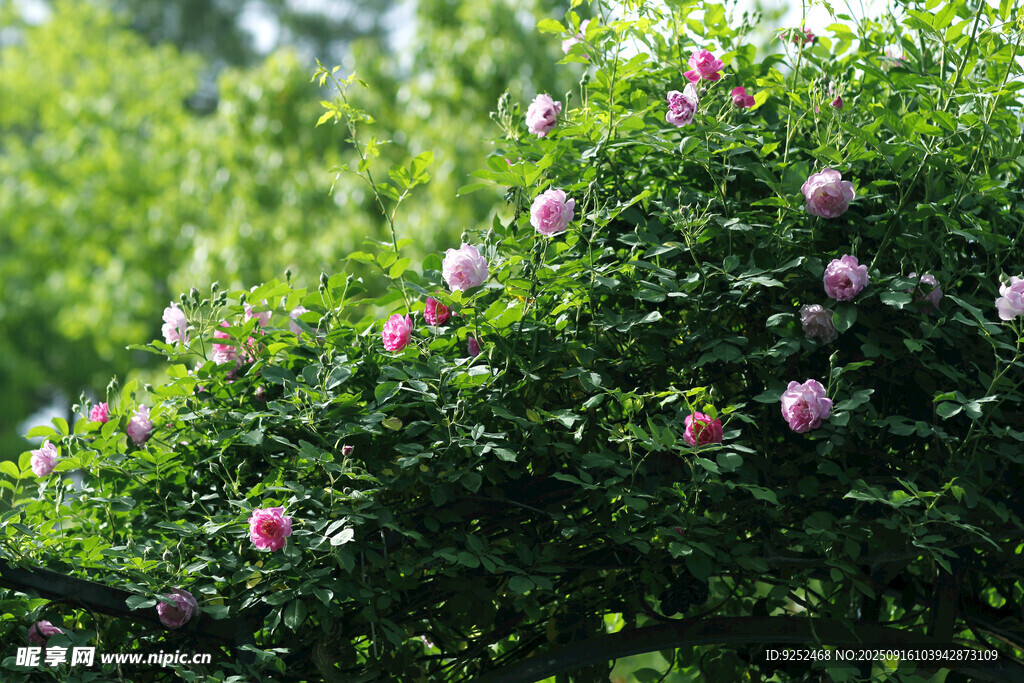  薔薇