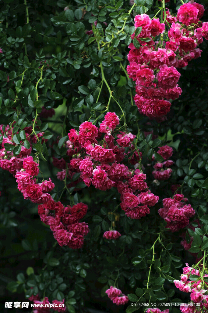 粉紅色 花簇