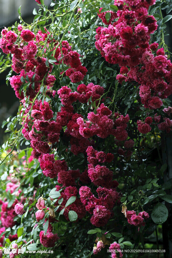 薔薇花