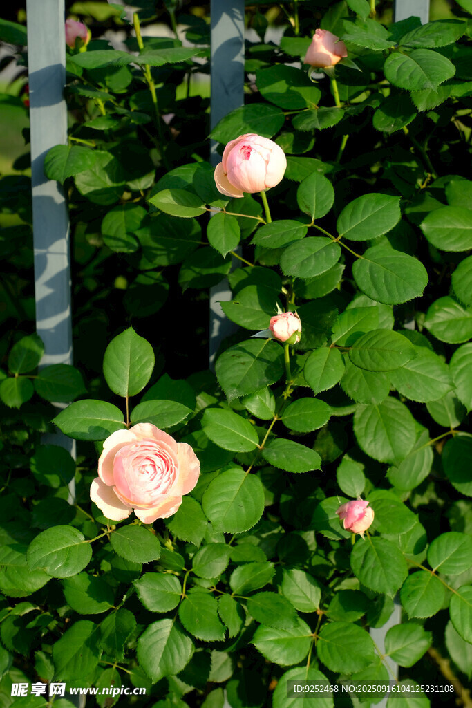 粉色薔薇