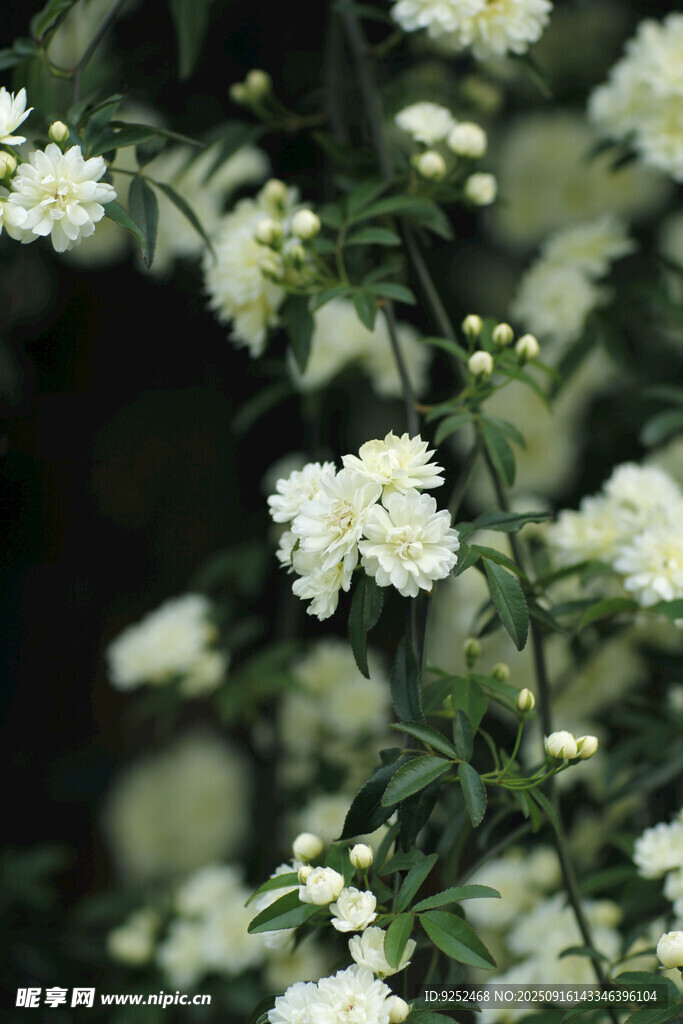 木香花
